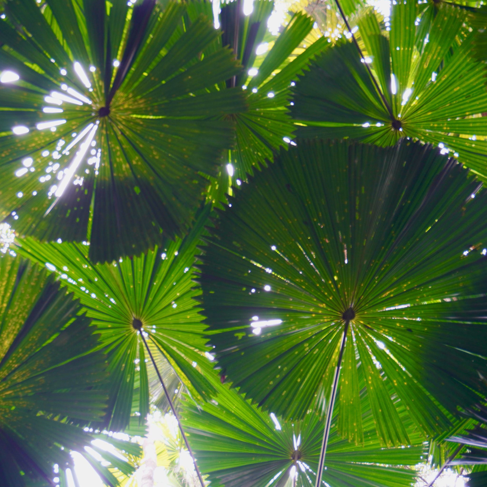 The fan palms over our head in the Daintree Forest.