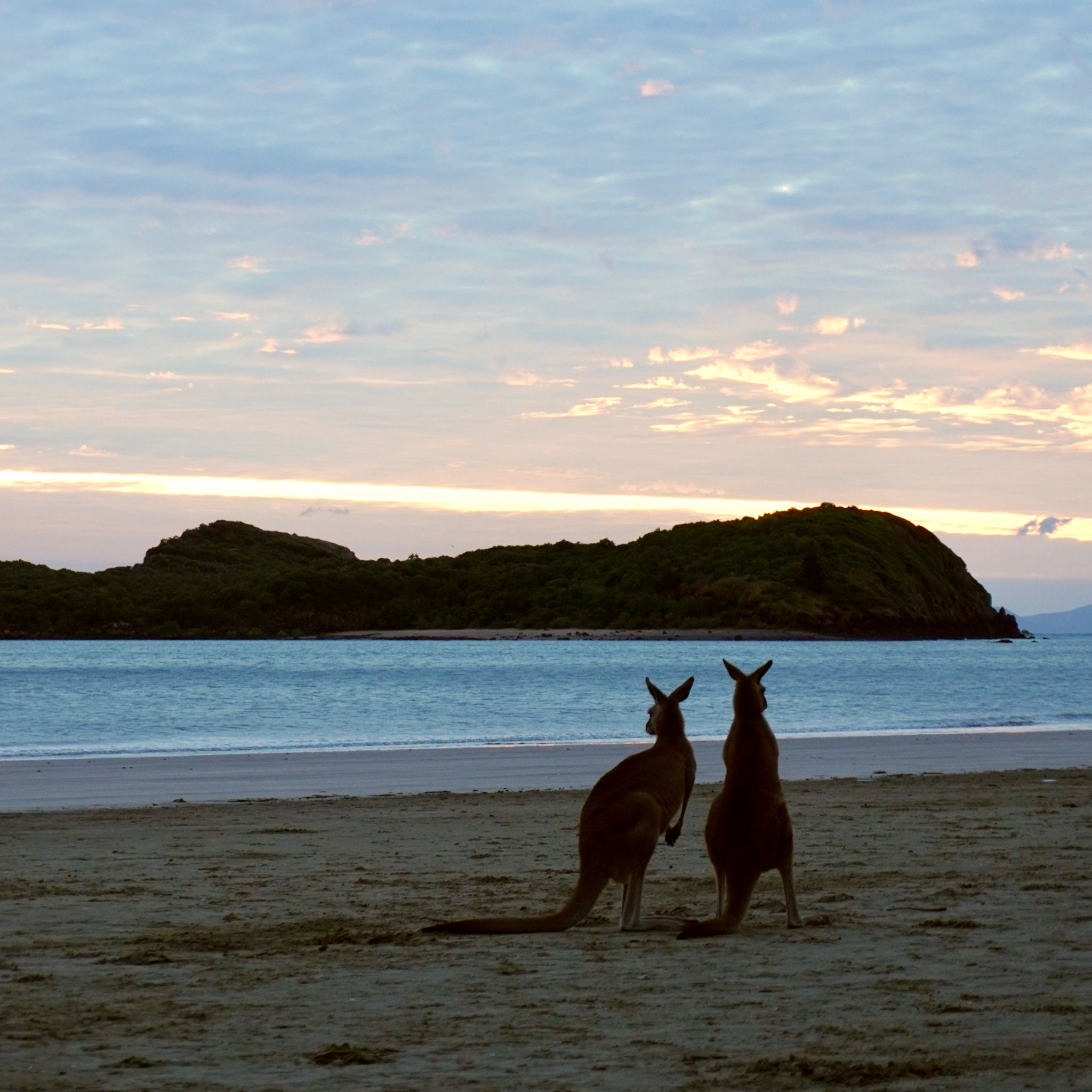 Two kangaroos on the beach at sunrise.