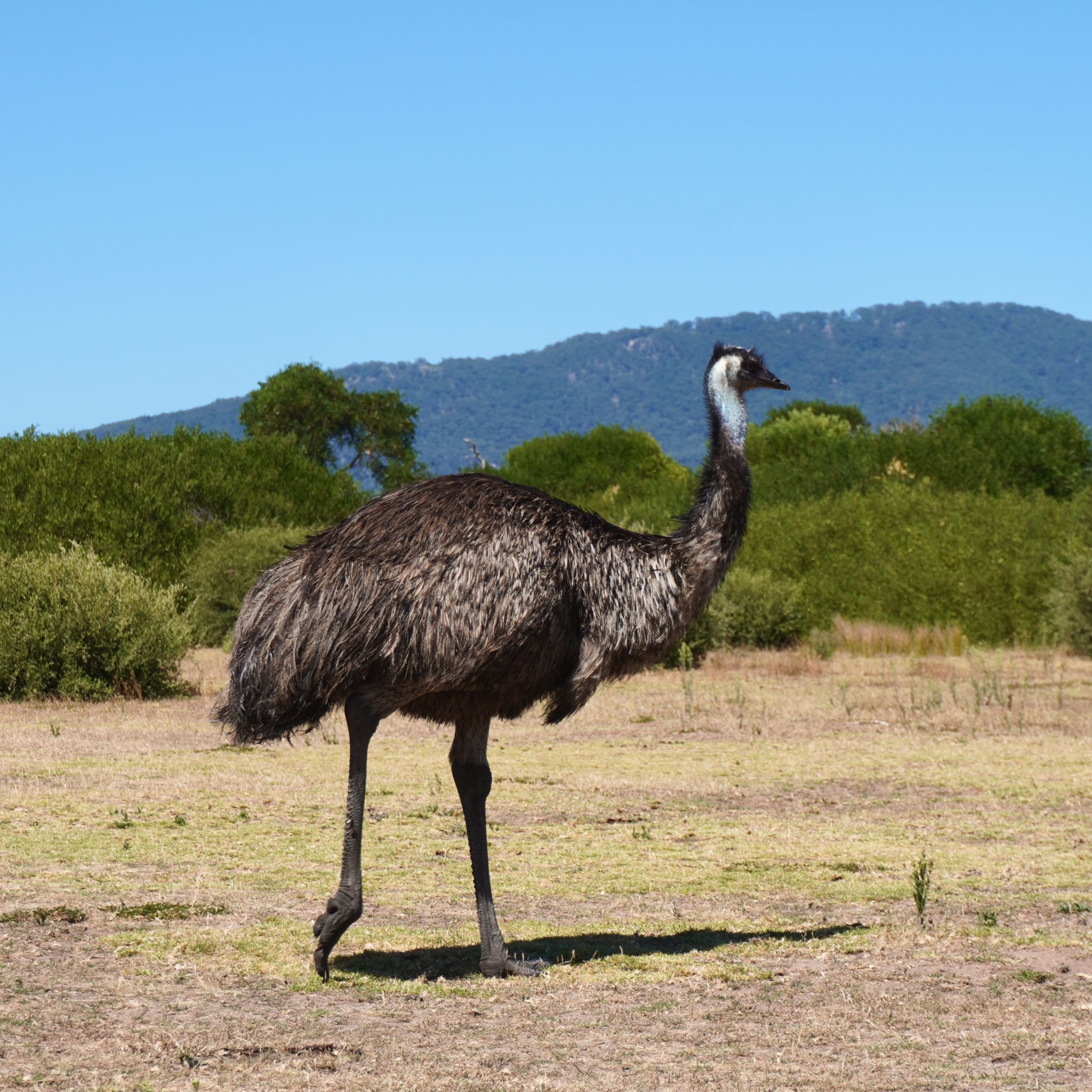 An emu photographed inside Wilsons Promontory National Park, in Victoria.