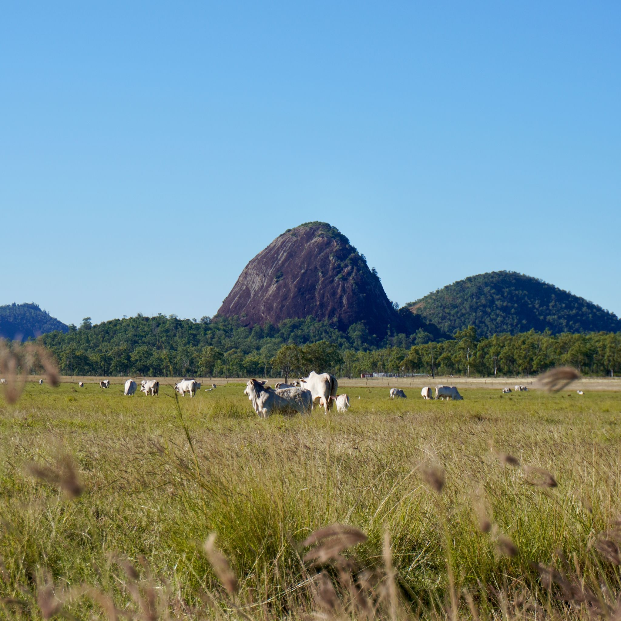 Cows in a pasture field near Rockhampton, with mountains in the background.