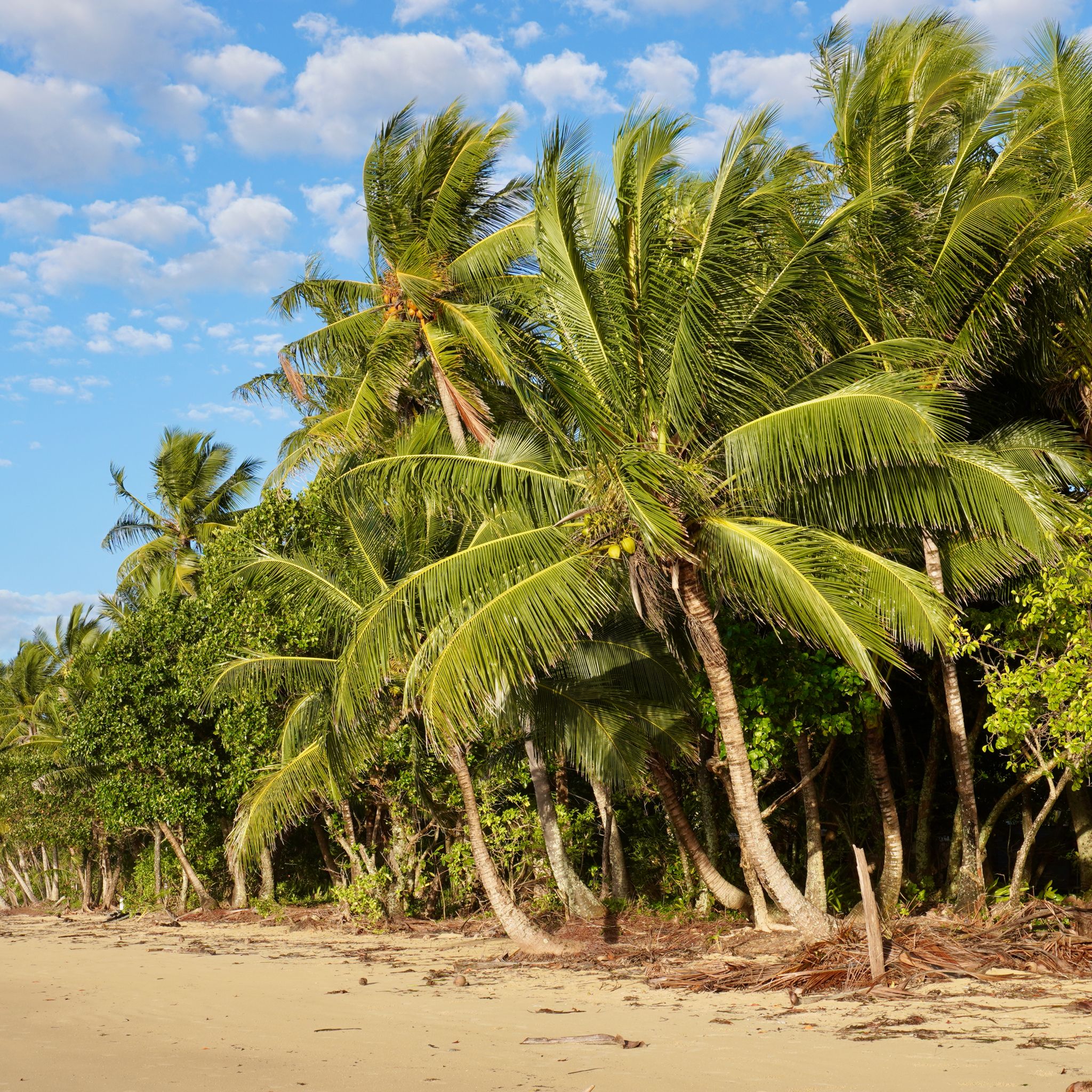 The palm trees along the beach at Mission Beach in Queensland.