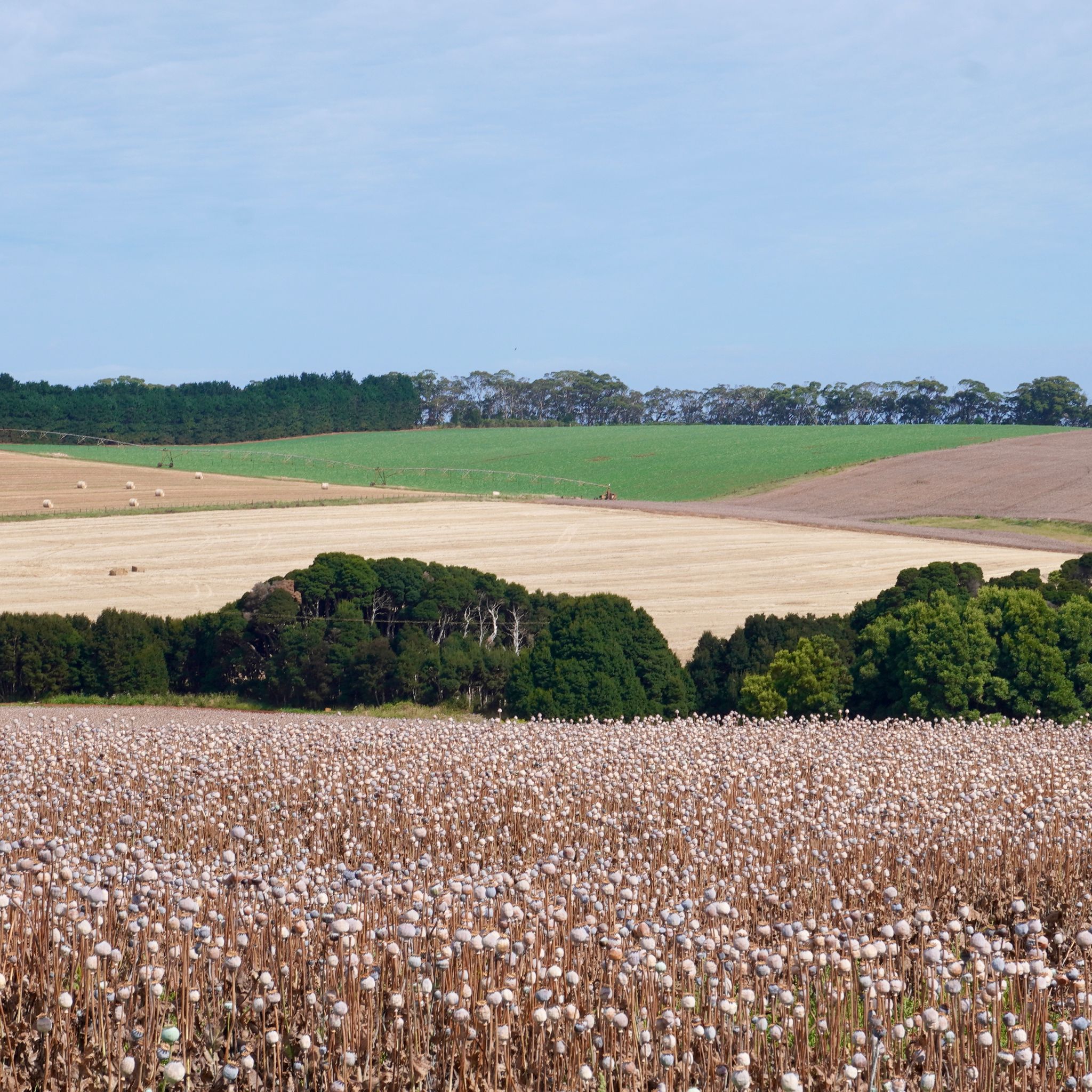 Table Cape tulip farm in the foreground with other fields in the distance.