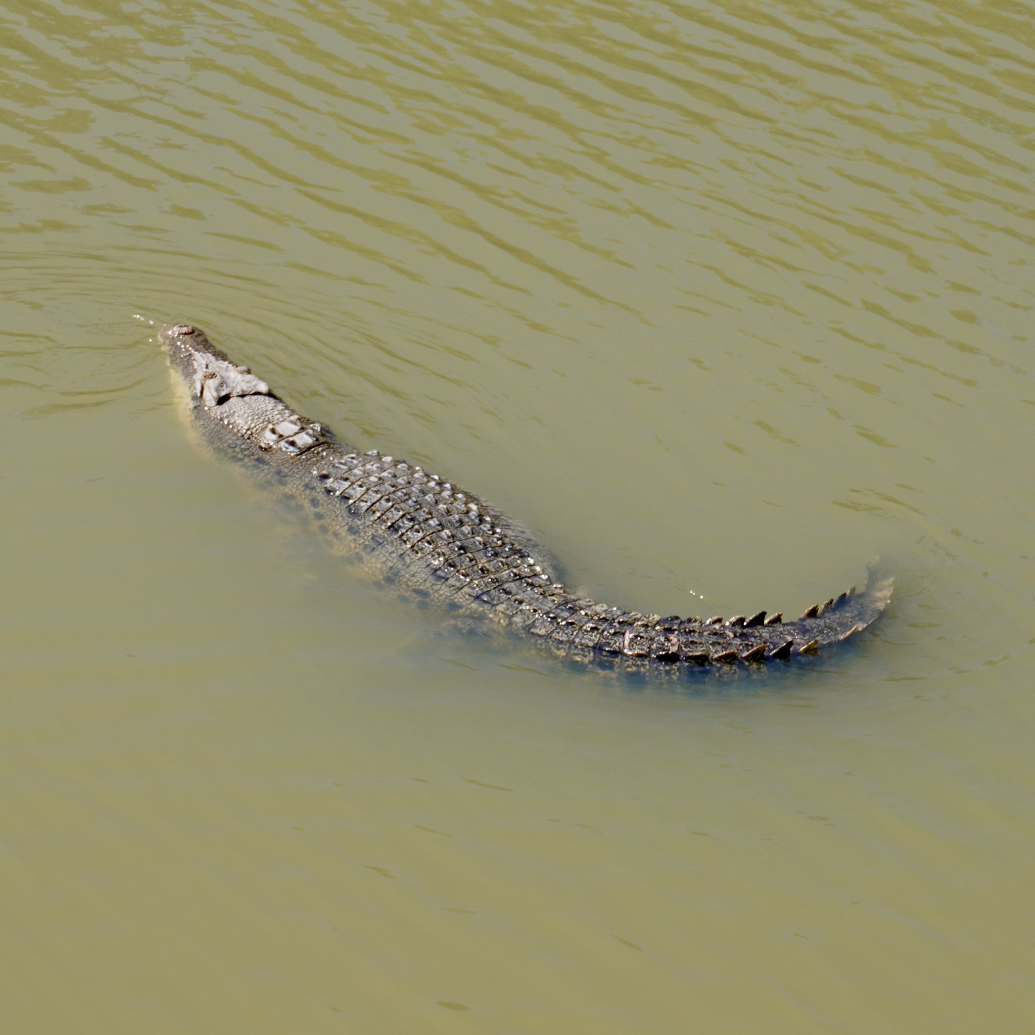 A large saltewater crocodile swiming in a brown river.