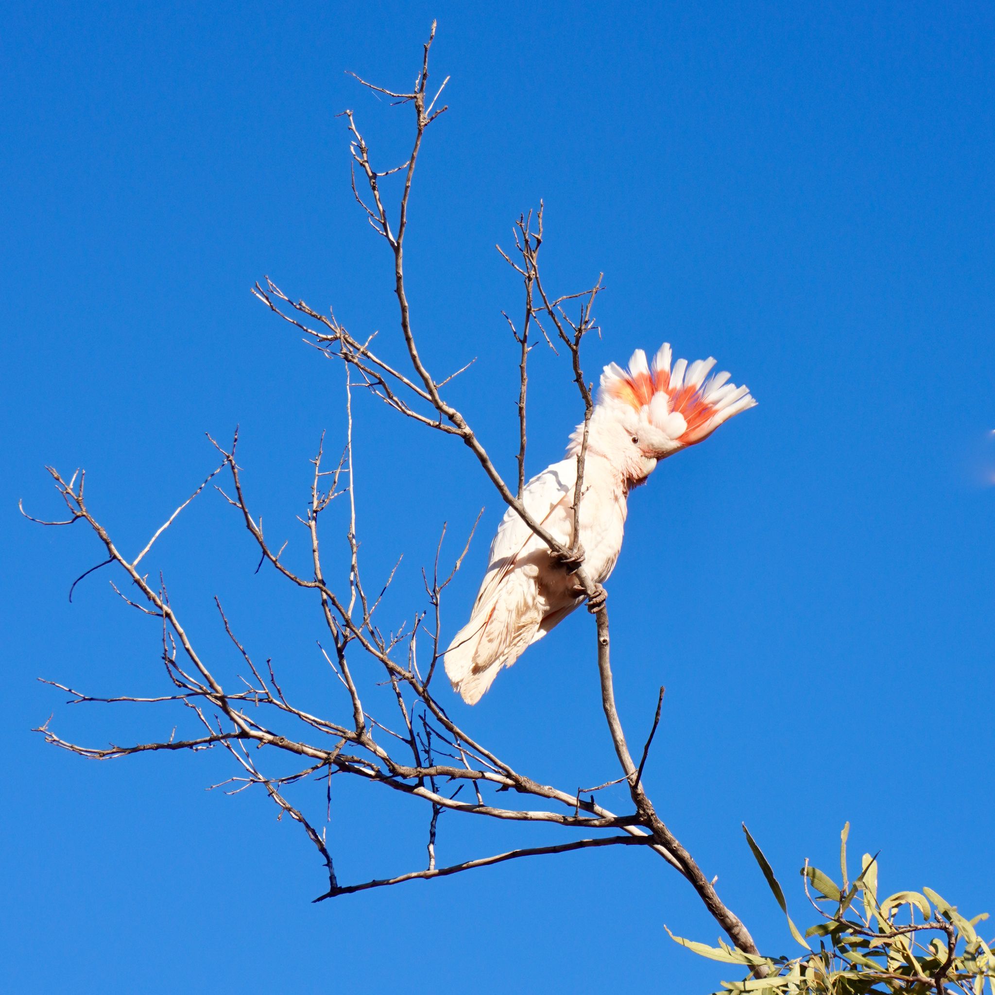 A pink cockatoo perched on a branch, with its crest raised.