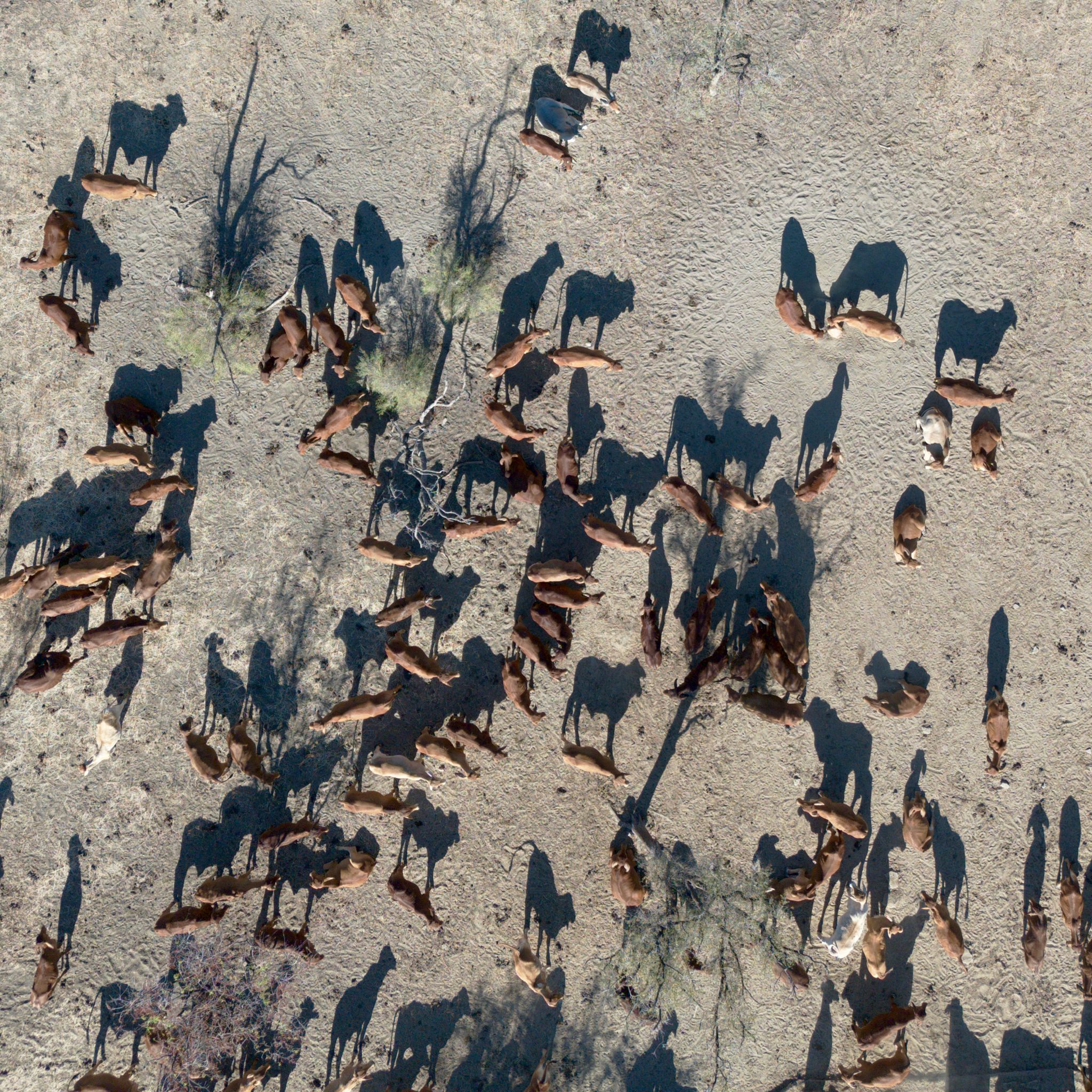 A herd of cattle photographed from above with a drone.