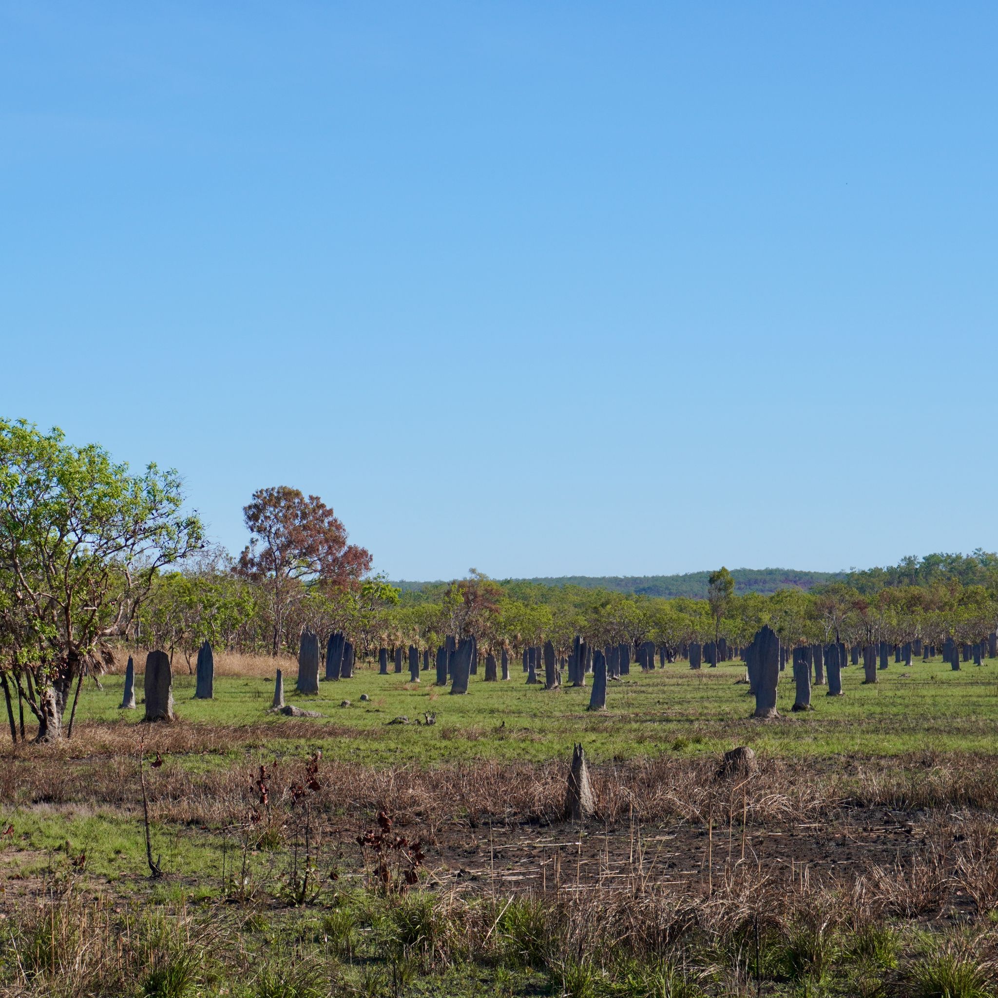 A vast field of grass dotted with termite mounds, showcasing the natural beauty of Litchfield National Park.