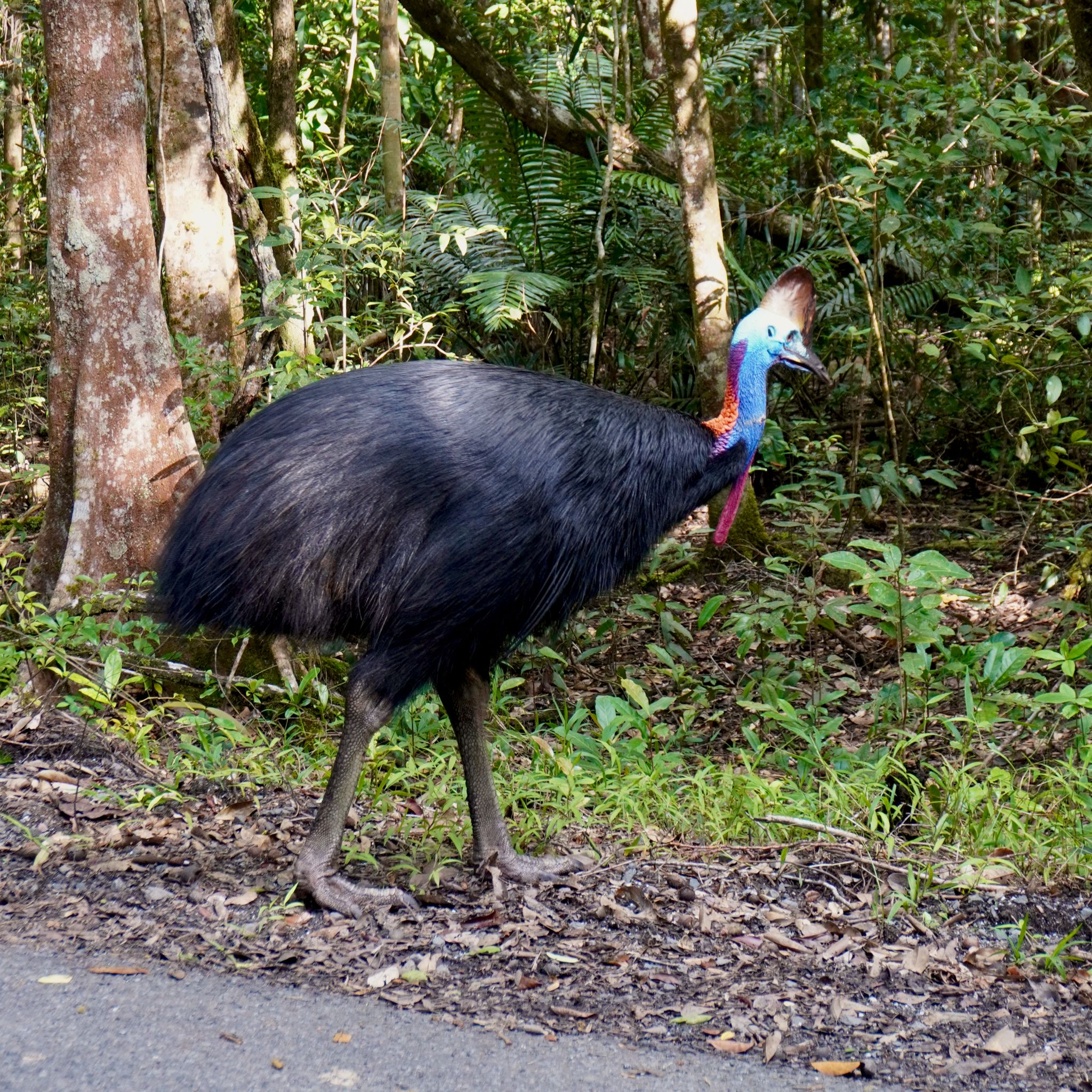 A colorful cassowary in the bush, on the side of the road.