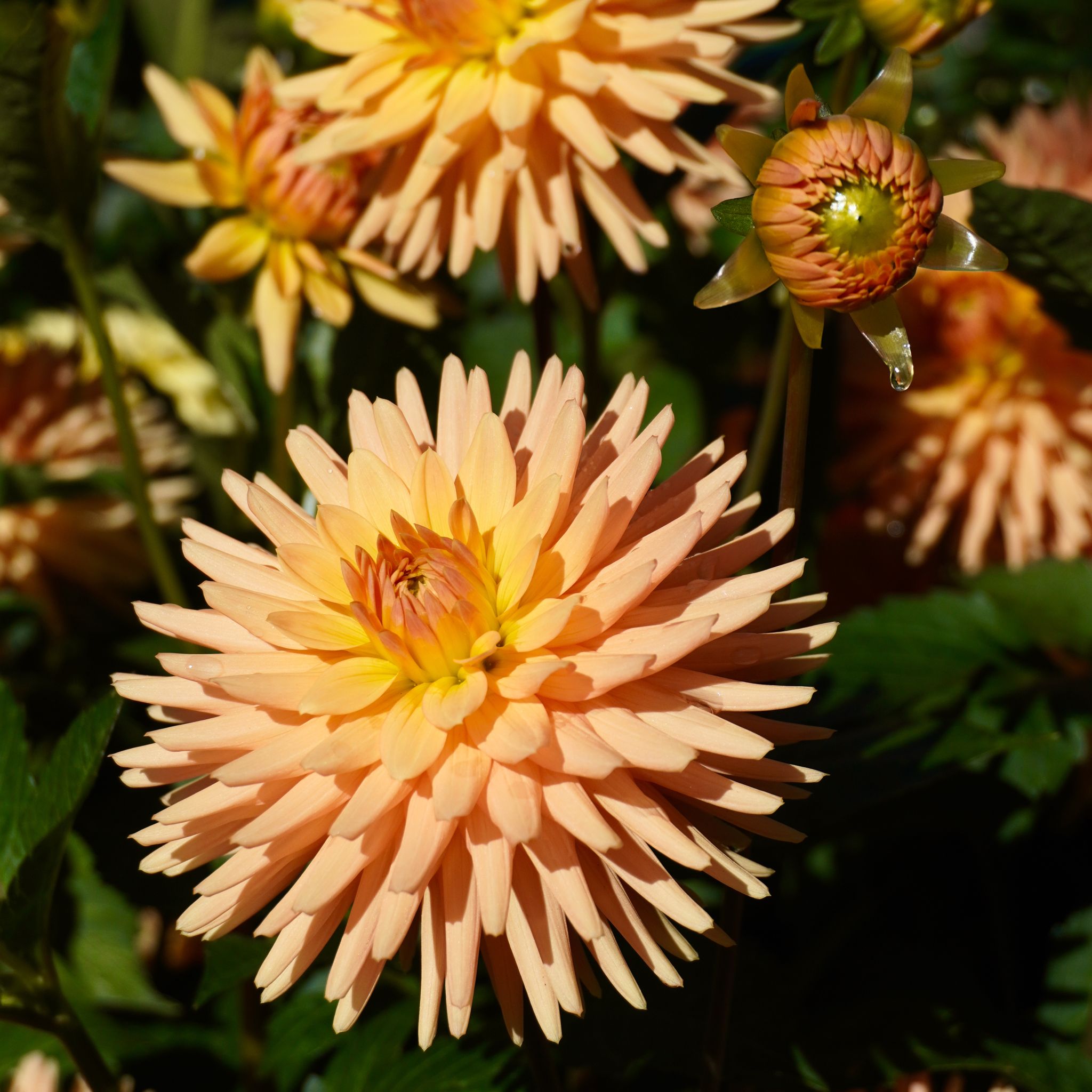 An orange dahlia from Launceston City Park.