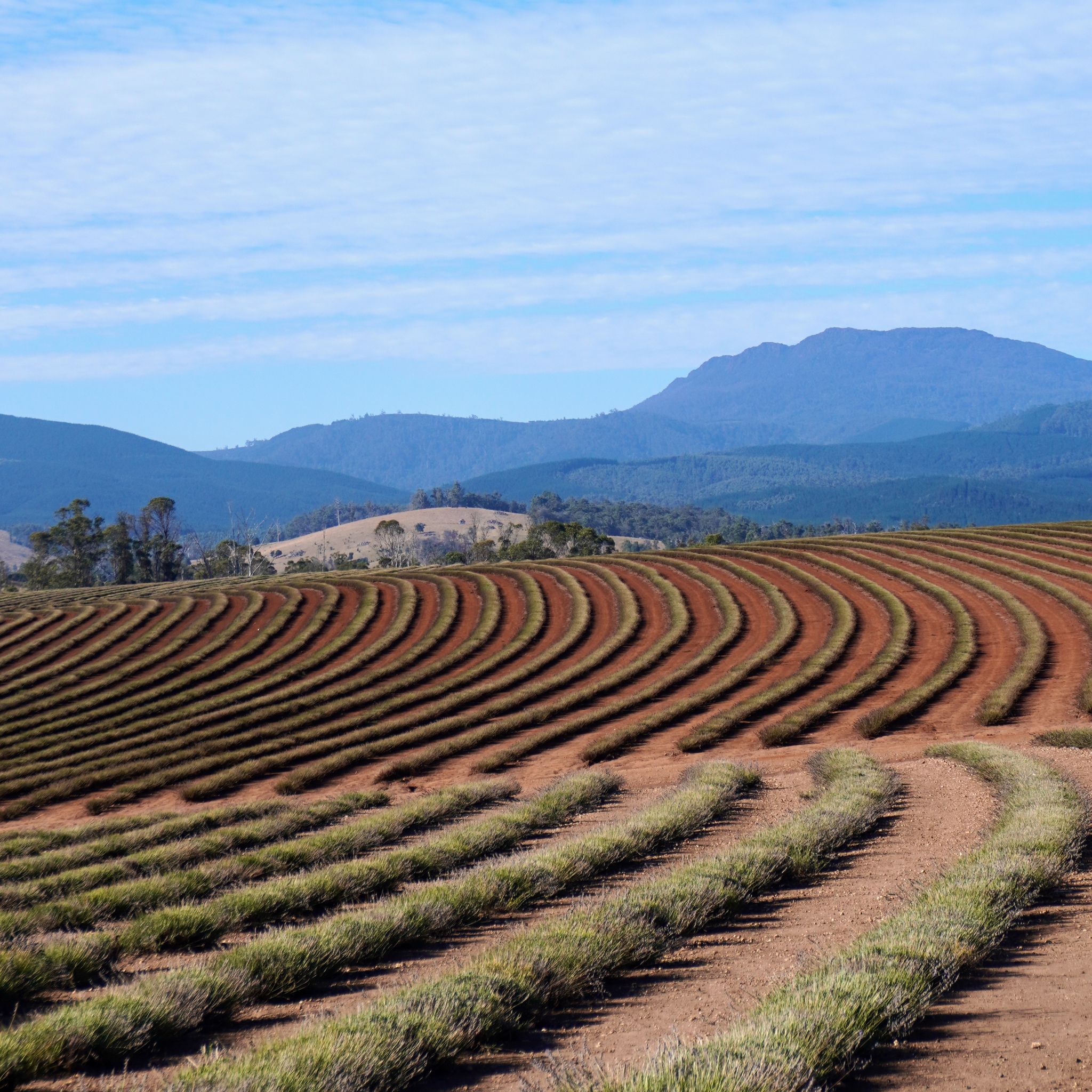 The lavender fields in Bridestow Lavender Estate in Tasmania.