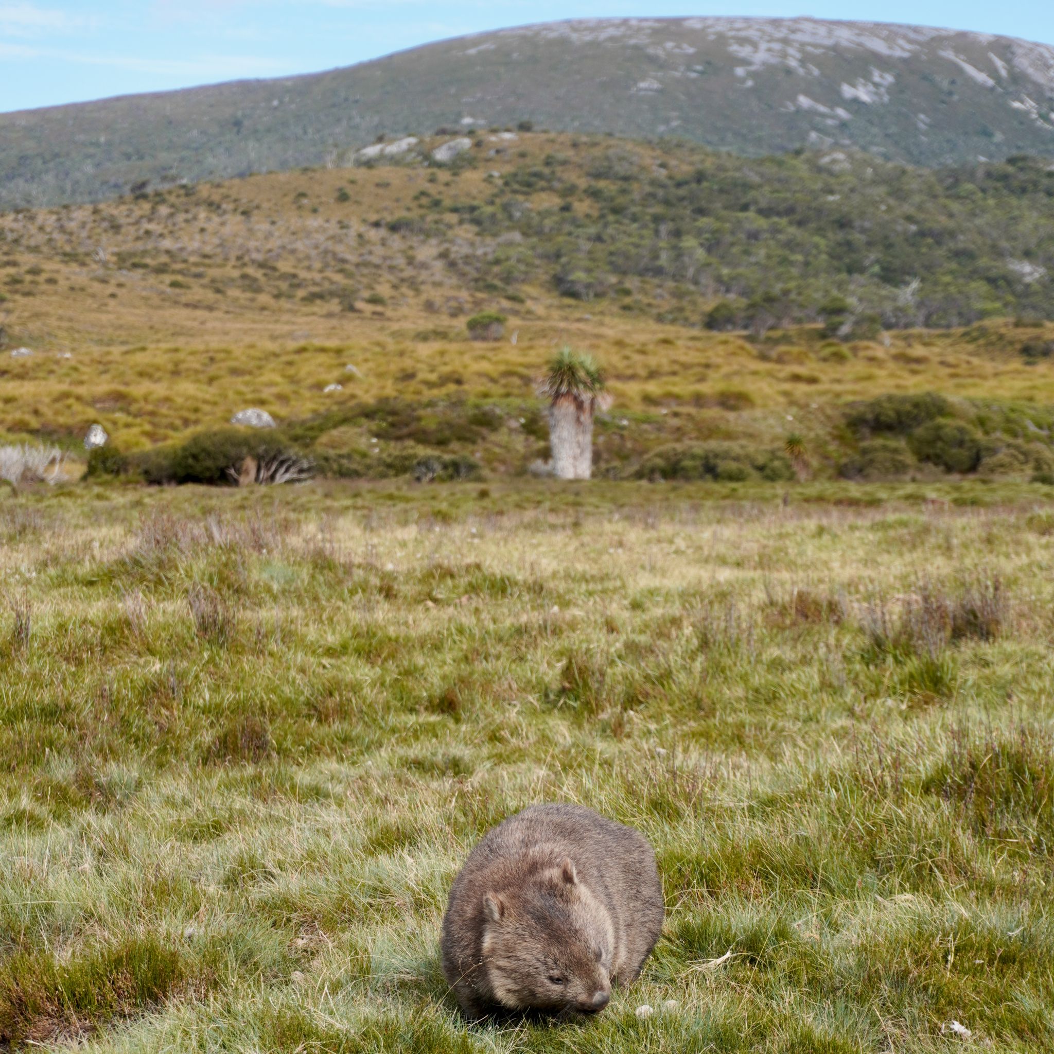 A wombat in the grass with a small mountain in the background, taken from Cradle Mountain National Park.