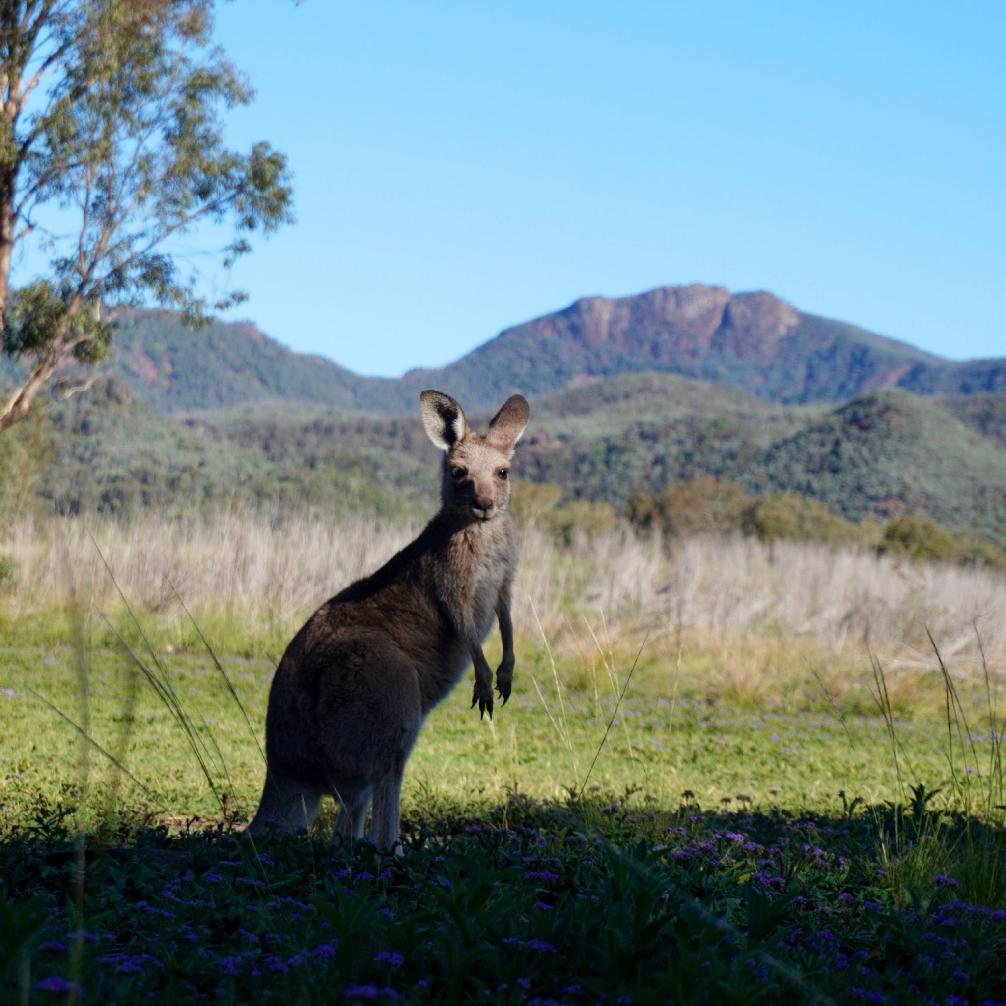 One little Joey visiting us