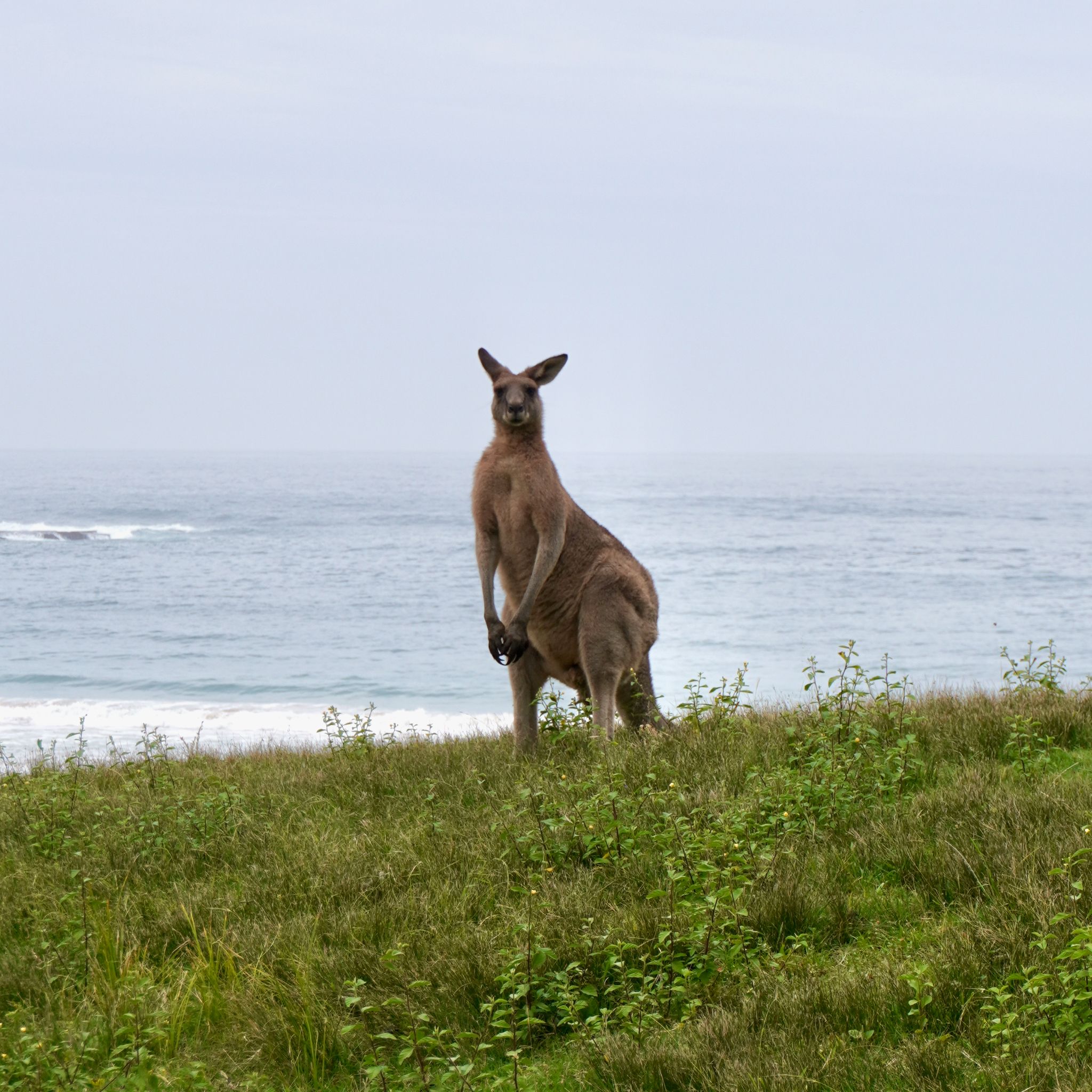 A kangaroo overlooking the water at Pebbly Beach, in New South Wales.