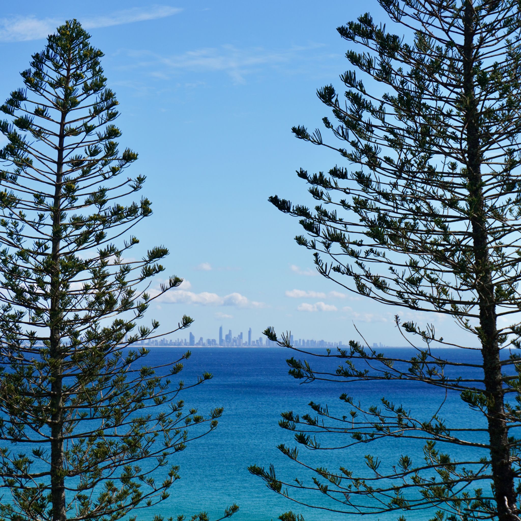 Surfers Paradise seen through the pines lining up the coast at Burleigh Heads.