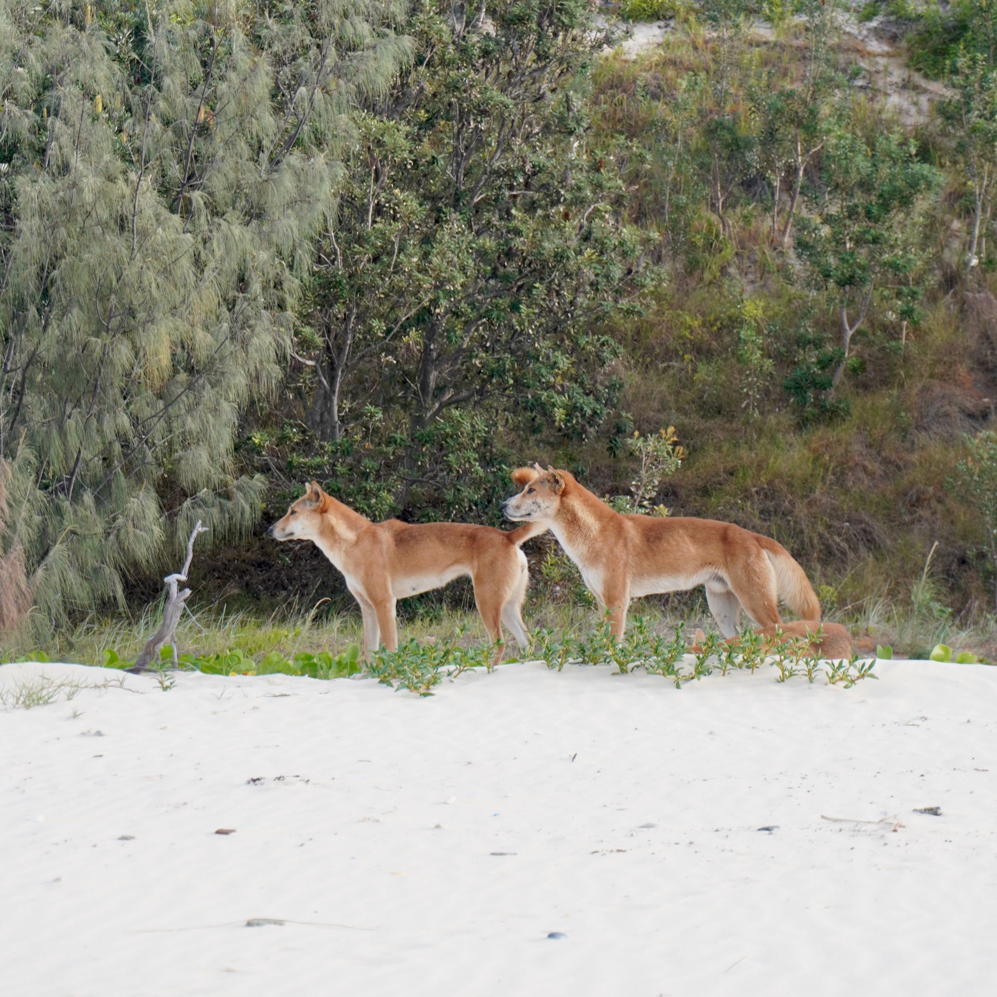 Two dingoes staring at the ocean from the beach.