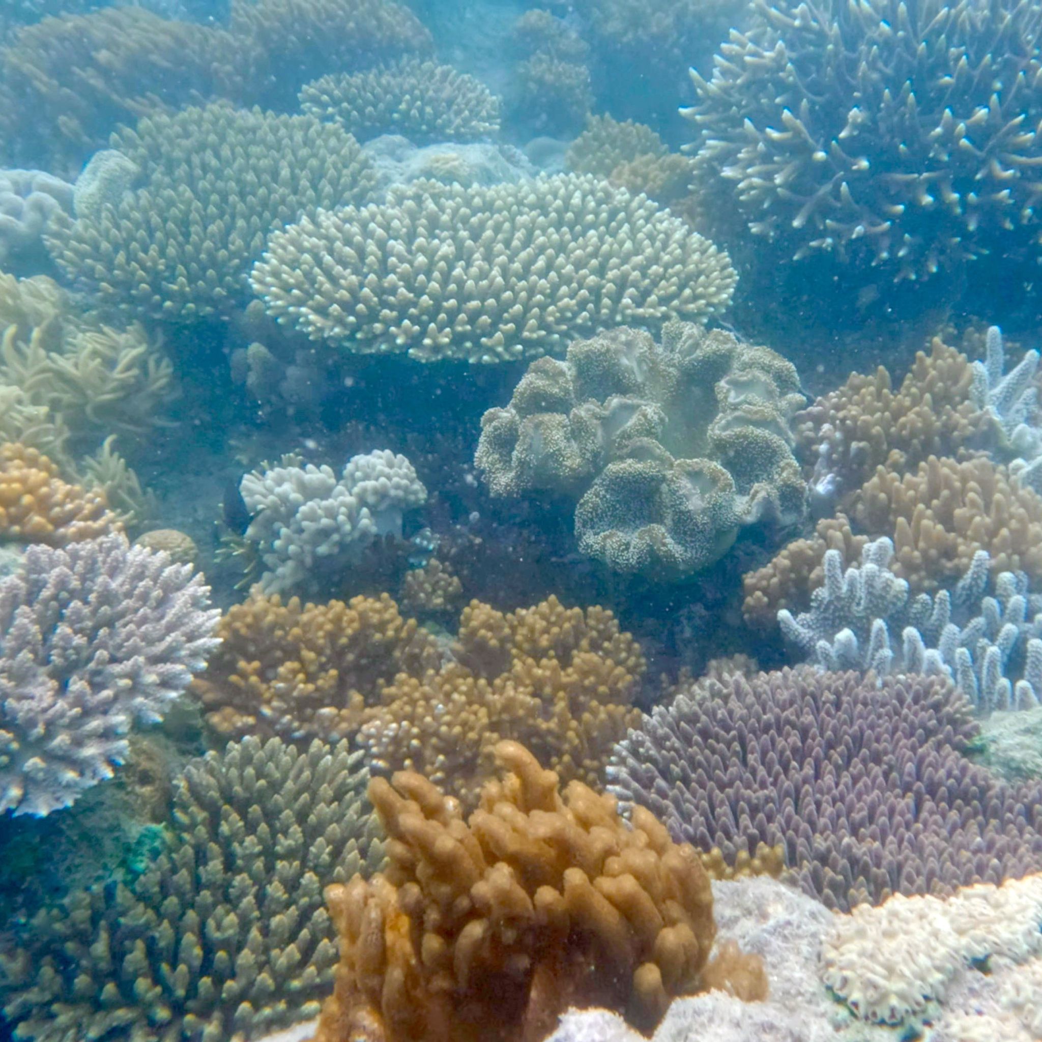 The coral reef we saw while snorkelign near Chance bay.