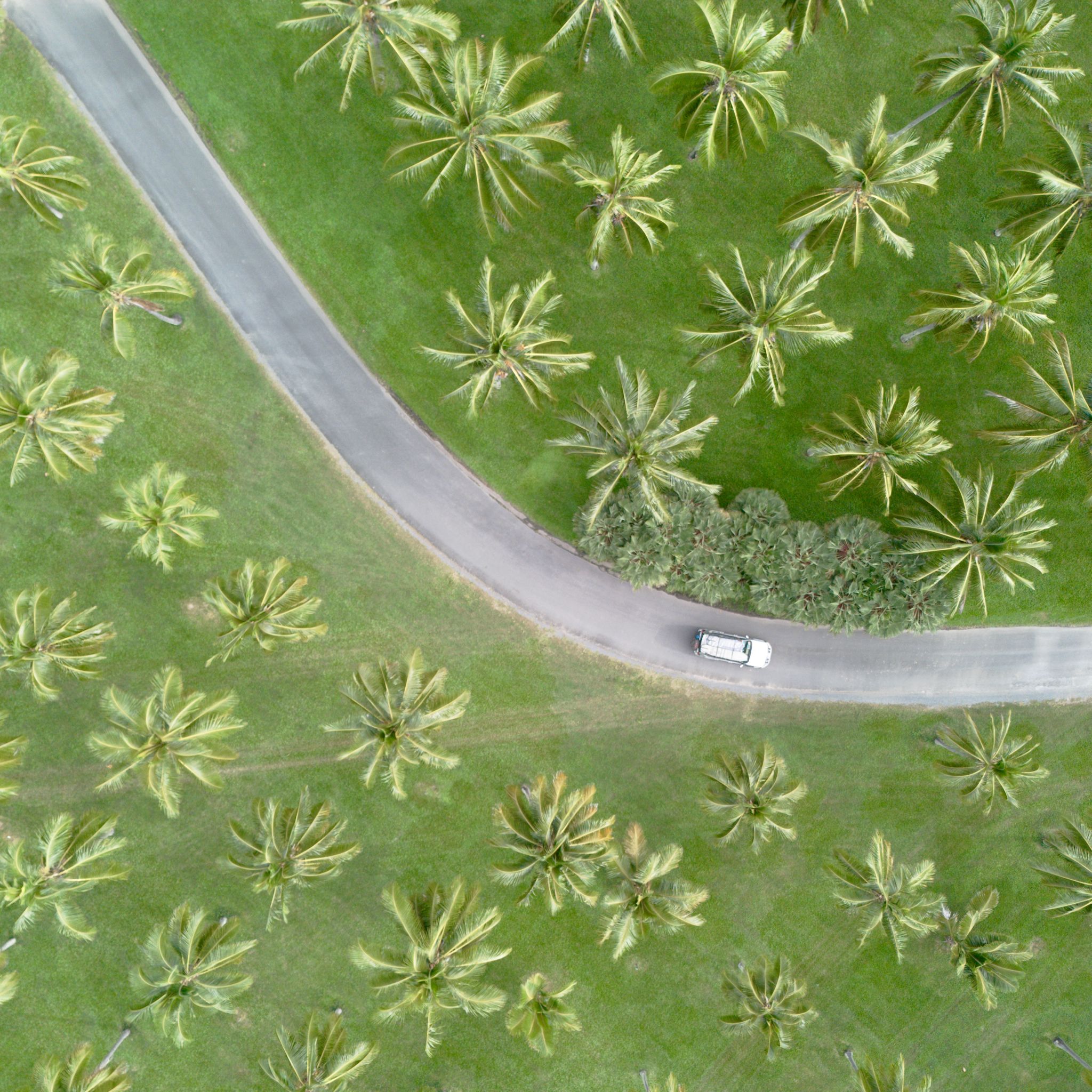 A car driving through a field of coconut palms photographed from above with a drone.