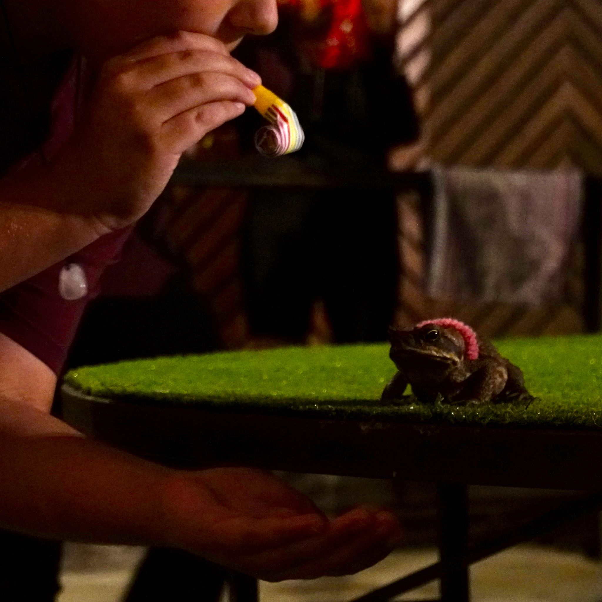 A cane toad with a pink collar photographed during a cane toad race.