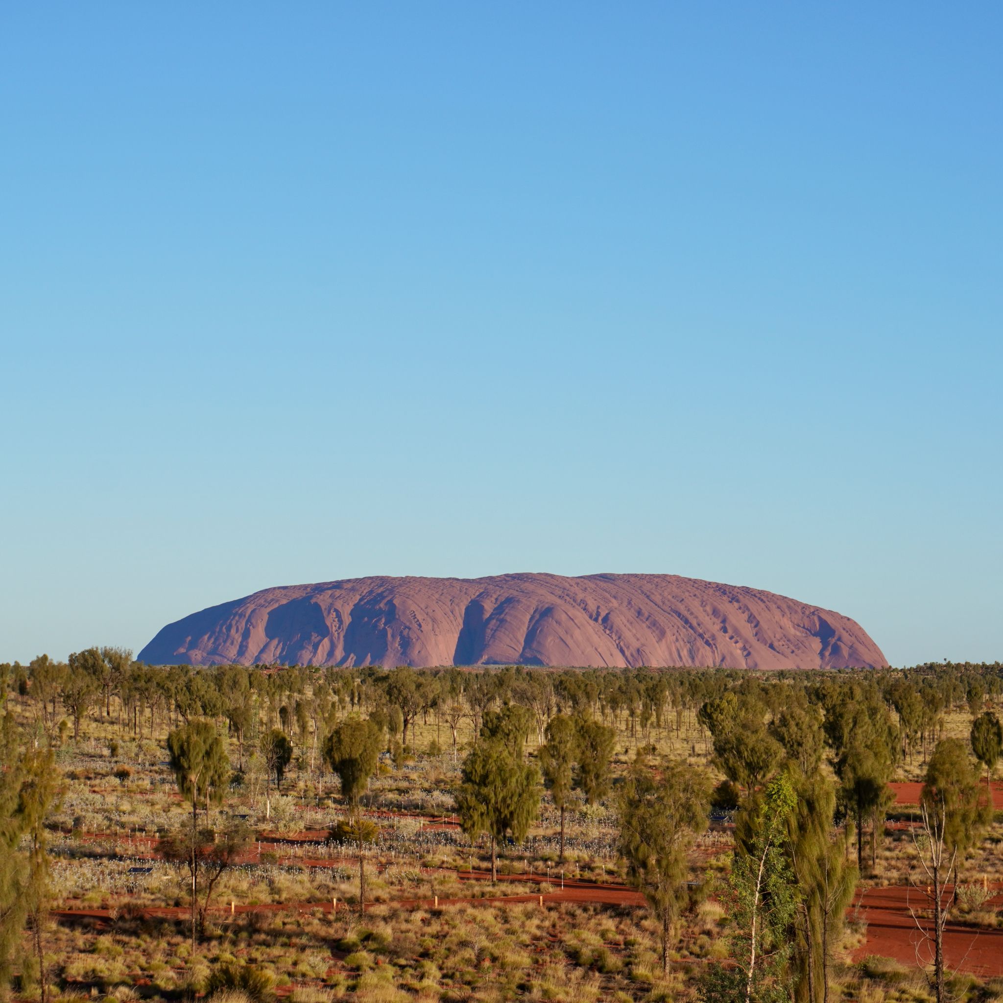 Uluru, the sacred sandstone monholite, in the background as the sun sets.