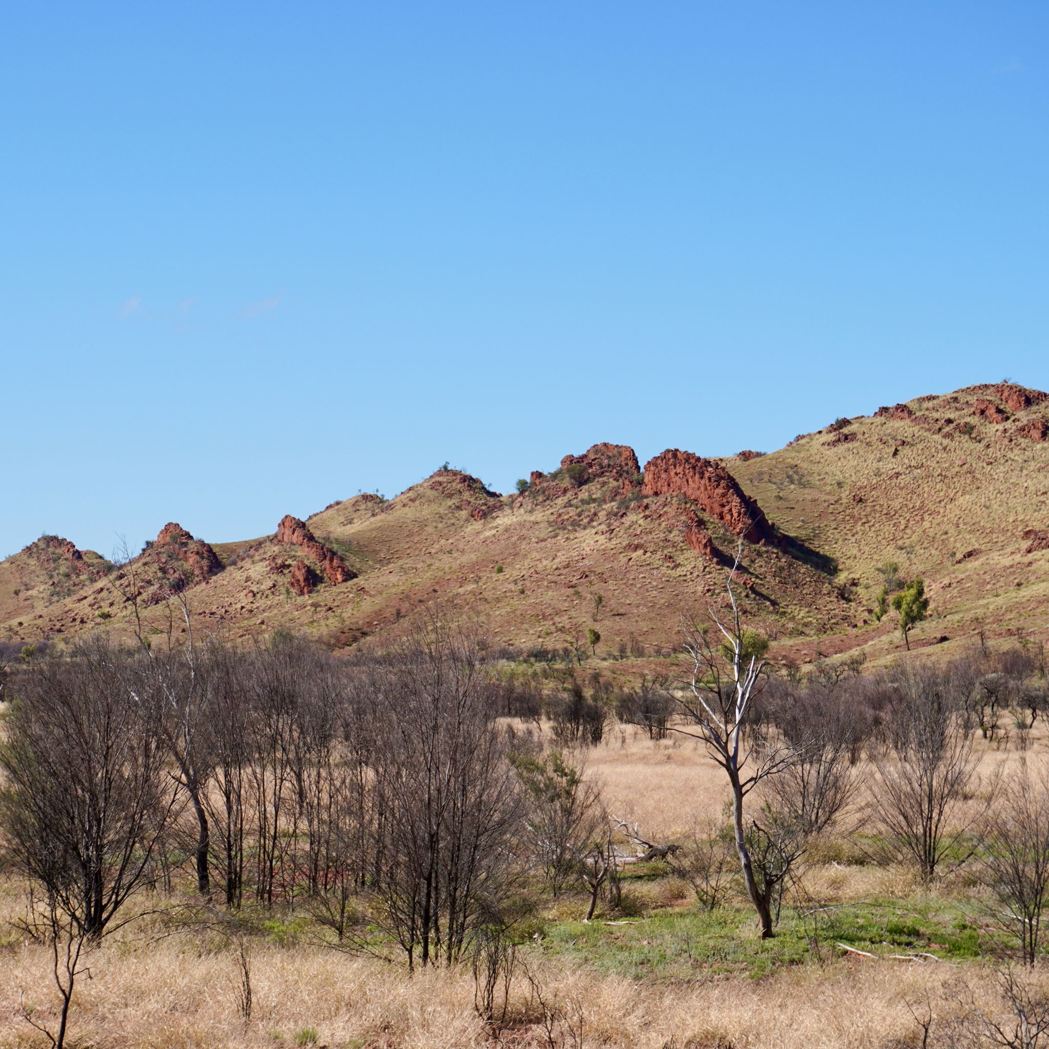 The low mountains of Tjoritja / West McDonnell Range photographed from the road with some trees in the foreground.