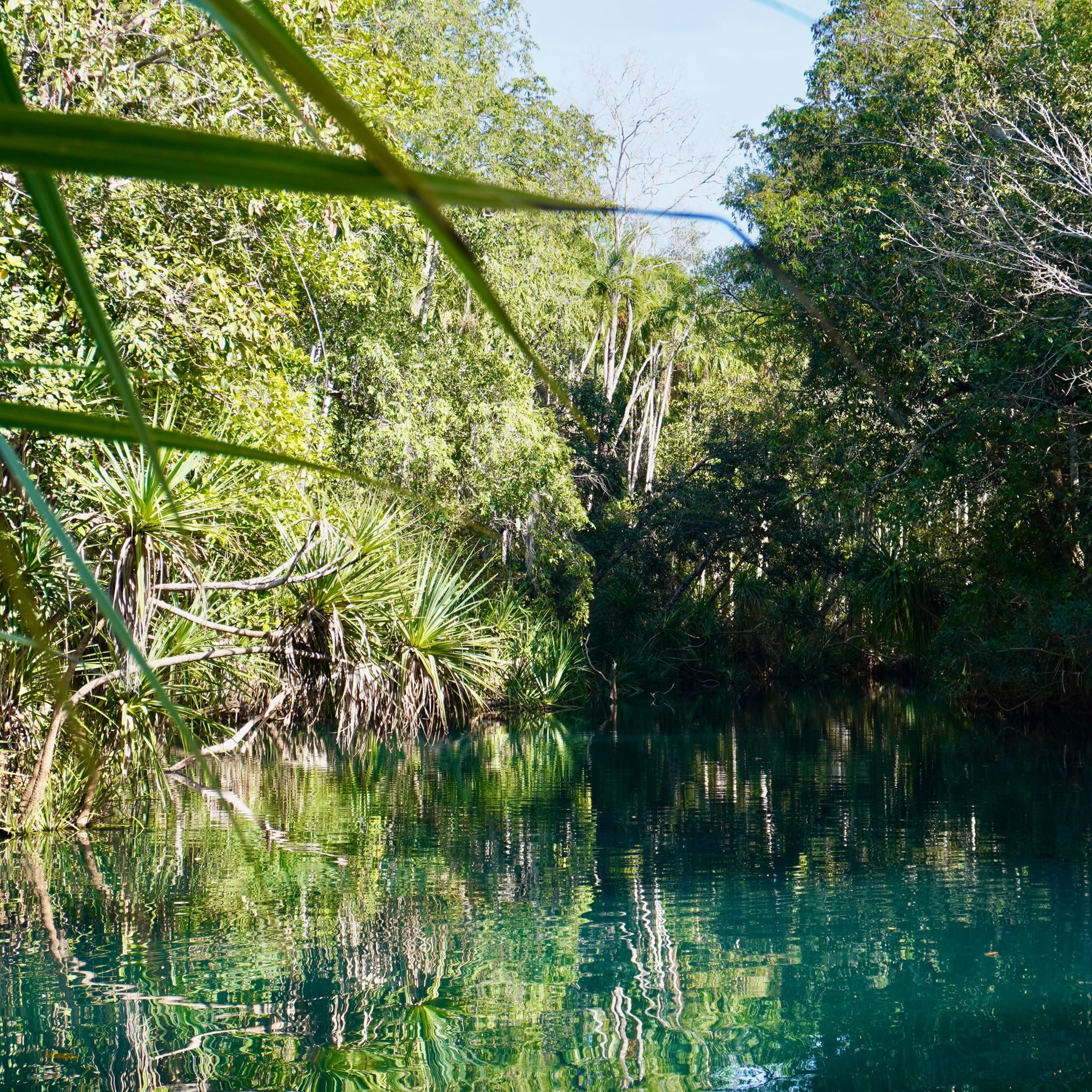 A tranquil forest scene with a clear, reflective body of water surrounded by lush green vegetation.